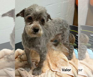 Havanese Dogs for adoption in Ellijay, GA, USA