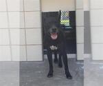 Small Labrador Retriever Mix