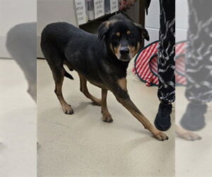 Rottweiler-Unknown Mix Dogs for adoption in Derwood, MD, USA