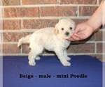 Small Poodle (Miniature)