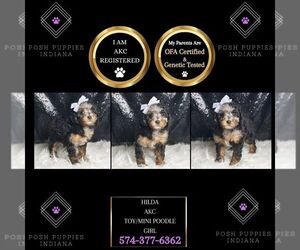 Poodle (Toy) Puppy for sale in WARSAW, IN, USA