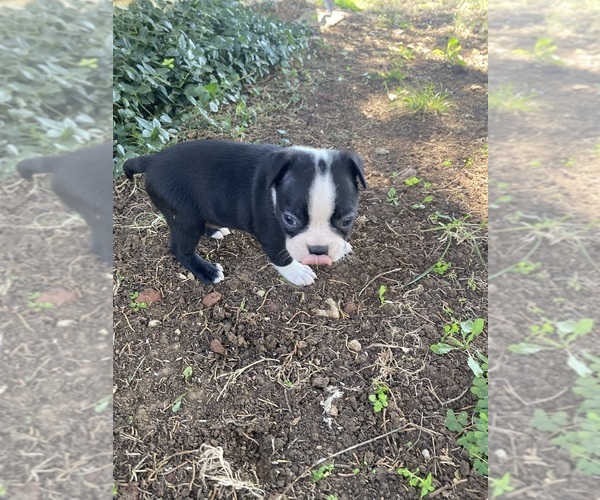 Medium Photo #7 Boston Terrier Puppy For Sale in FREDONIA, KS, USA