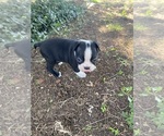 Small #6 Boston Terrier