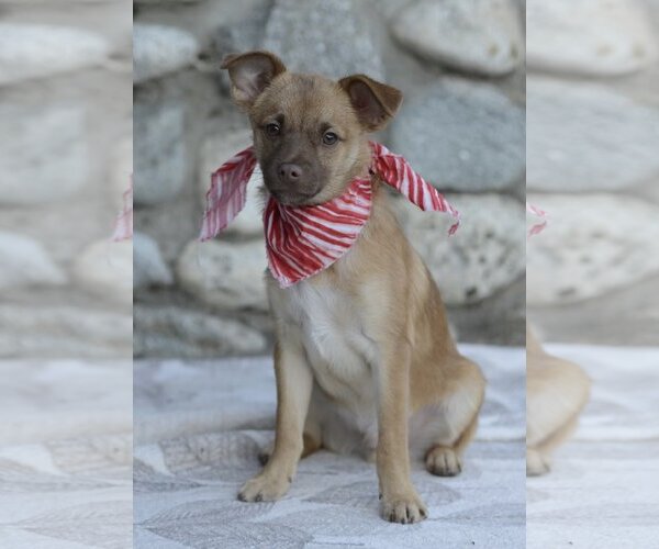 Medium Photo #7 Chiranian Puppy For Sale in Dana Point, CA, USA