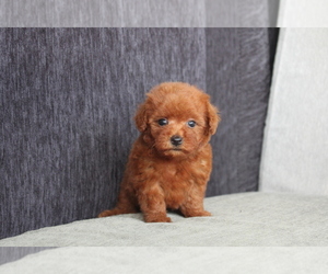 Poodle (Toy) Puppy for sale in MIAMI, FL, USA