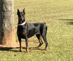 Small Photo #1 Doberman Pinscher Puppy For Sale in PACE, FL, USA