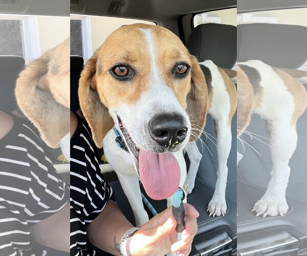 Medium Photo #3 Beagle Puppy For Sale in Valrico, FL, USA