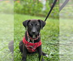 Small #1 Mutt