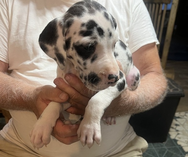 Medium Photo #1 Great Dane Puppy For Sale in SPRAGGS, PA, USA