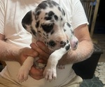 Puppy Marvel Great Dane