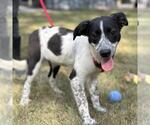 Small #1 Mutt