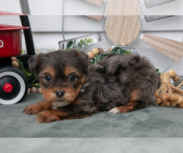 Medium Photo #8 YorkiePoo Puppy For Sale in BERNE, IN, USA