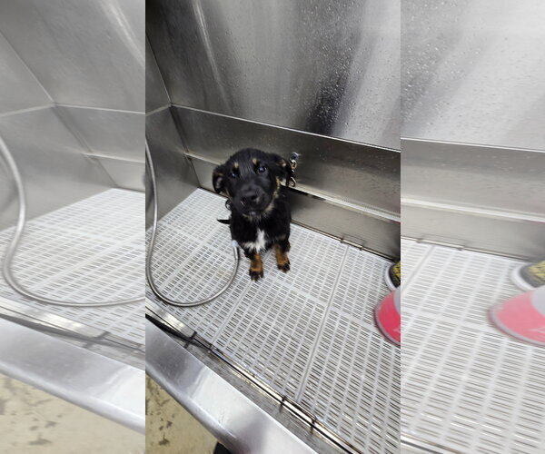 Medium Photo #7 German Shepherd Dog Puppy For Sale in Centreville, VA, USA