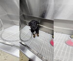 Small #6 German Shepherd Dog