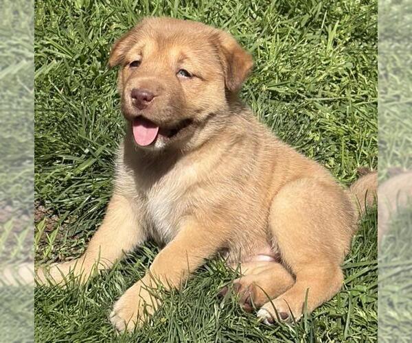 Medium Photo #1 Labrador Retriever-Unknown Mix Puppy For Sale in San Diego, CA, USA