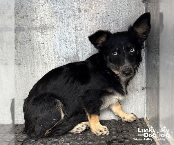Medium Photo #4 Chihuahua-Unknown Mix Puppy For Sale in Washington, DC, USA