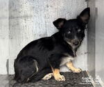 Small #3 Chihuahua Mix