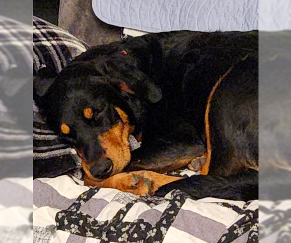 Medium Photo #6 English Springer Spaniel-Rottweiler Mix Puppy For Sale in Brooklyn Center, MN, USA