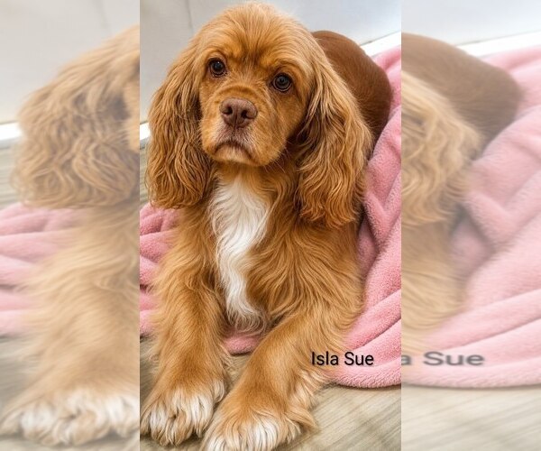 Medium Photo #1 Cock-A-Poo Puppy For Sale in LOYAL, WI, USA