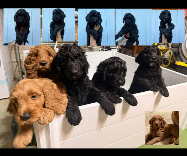 Medium Photo #1 Bernedoodle Puppy For Sale in WINDSOR, CA, USA