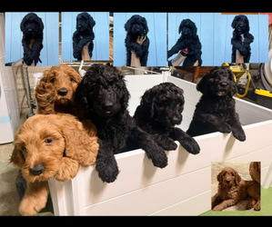 Bernedoodle Puppy for Sale in WINDSOR, California USA