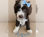 Small #1 Bernedoodle (Miniature)