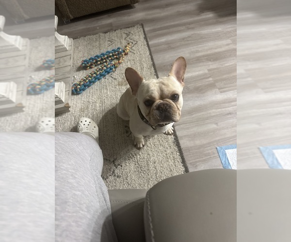 Medium Photo #1 French Bulldog Puppy For Sale in LITCHFIELD, OH, USA