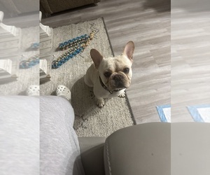 Father of the French Bulldog puppies born on 11/28/2025