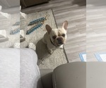 Small Photo #1 French Bulldog Puppy For Sale in LITCHFIELD, OH, USA