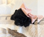 Small Photo #64 Miniature Bernedoodle Puppy For Sale in AUBURNDALE, FL, USA