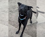 Small #2 Retriever  Mix