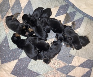 Rottweiler Puppy for sale in SHELBYVILLE, IL, USA