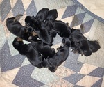 Small Photo #1 Rottweiler Puppy For Sale in SHELBYVILLE, IL, USA