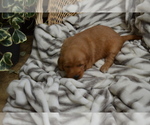 Small Photo #41 Golden Retriever Puppy For Sale in GREENWOOD, WI, USA