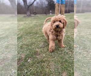Goldendoodle (Miniature) Puppy for sale in MIDDLETOWN, OH, USA