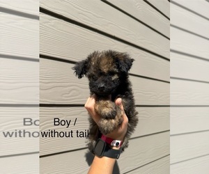 Pomapoo (Toy) Puppy for sale in PORTLAND, OR, USA