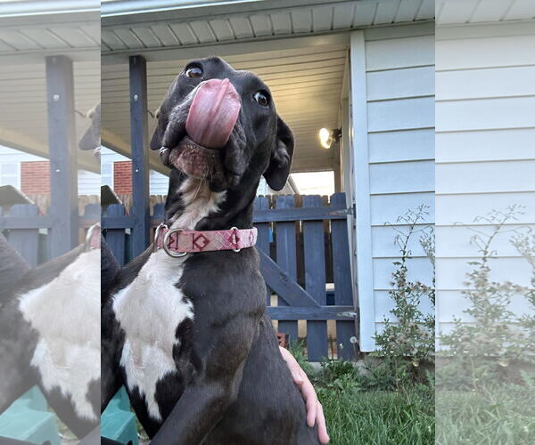 Medium Photo #41 American Pit Bull Terrier-Unknown Mix Puppy For Sale in Germantown, OH, USA