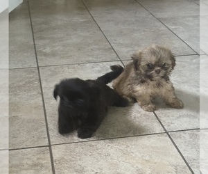 Shih Tzu Puppy for sale in SPRING HILL, FL, USA