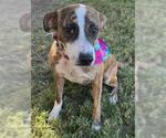Small American Pit Bull Terrier Mix