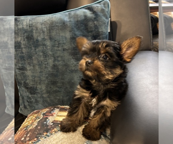 Medium Photo #2 Yorkshire Terrier Puppy For Sale in BRIDGETON, NJ, USA