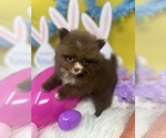Small Photo #1 Pomeranian Puppy For Sale in BRENTWOOD, CA, USA
