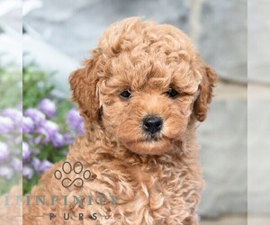 Havapoo Puppy for sale in LEWISBURG, PA, USA