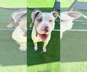 American Pit Bull Terrier Dogs for adoption in MIDWAY, UT, USA