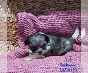Peke-A-Poo Puppy for sale in TOPEKA, IN, USA