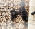 Small Photo #1 German Shepherd Dog Puppy For Sale in GRAFTON, OH, USA