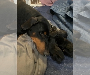 Mother of the Doberman Pinscher puppies born on 02/05/2024