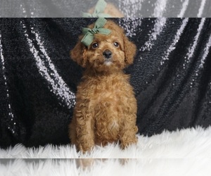 Cavapoo Puppy for sale in WARSAW, IN, USA
