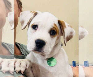Bulloxer Dogs for adoption in Claremore, OK, USA