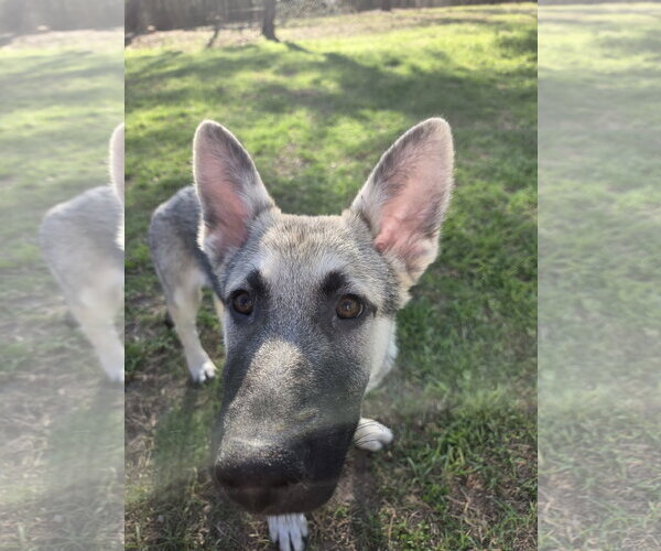 Medium Photo #2 German Shepherd Dog Puppy For Sale in La Grange , NC, USA