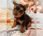 Small Photo #2 Yorkshire Terrier Puppy For Sale in KLEIN, TX, USA